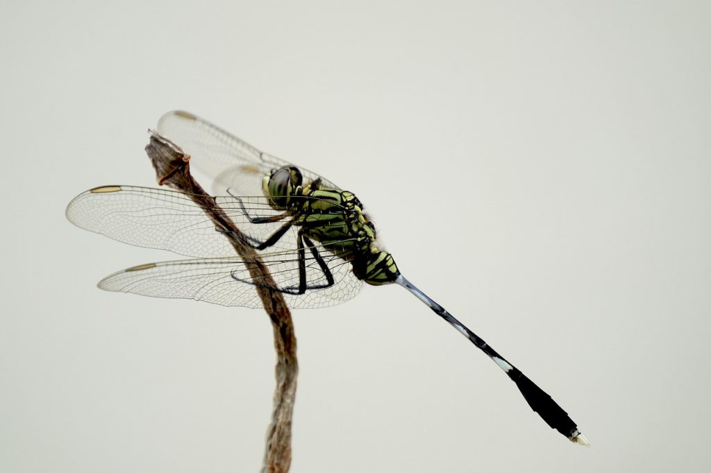 The Symbolism Behind Dragonfly Tattoos