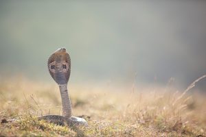 Snake Tattoo Ideas