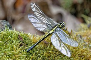 Dragonfly Tattoo Ideas: A Guide to Unique Designs and Meanings