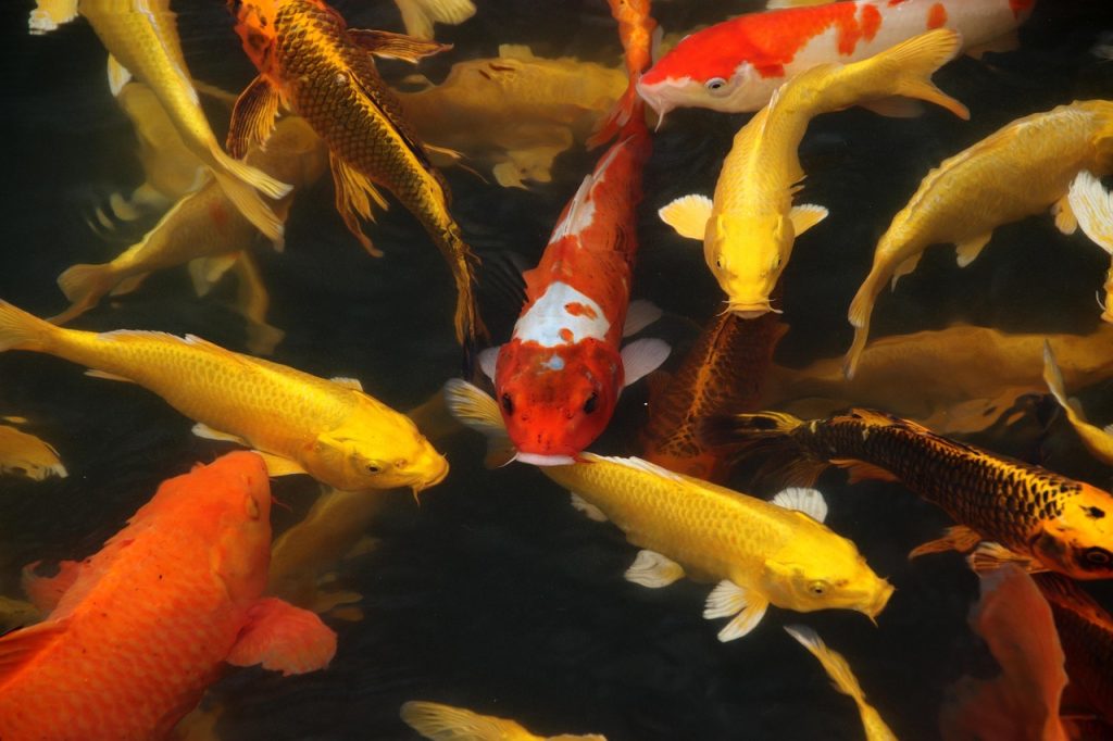 Choosing the Right Placement for Your Koi Fish Tattoo