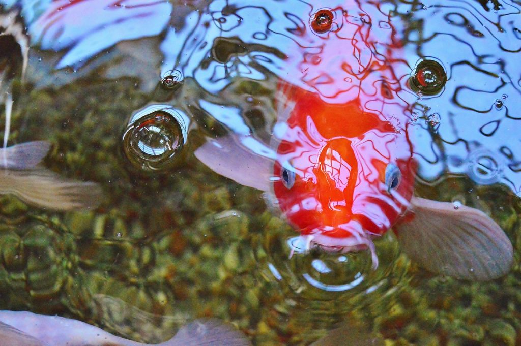Taking Care of Your Koi Fish Tattoo