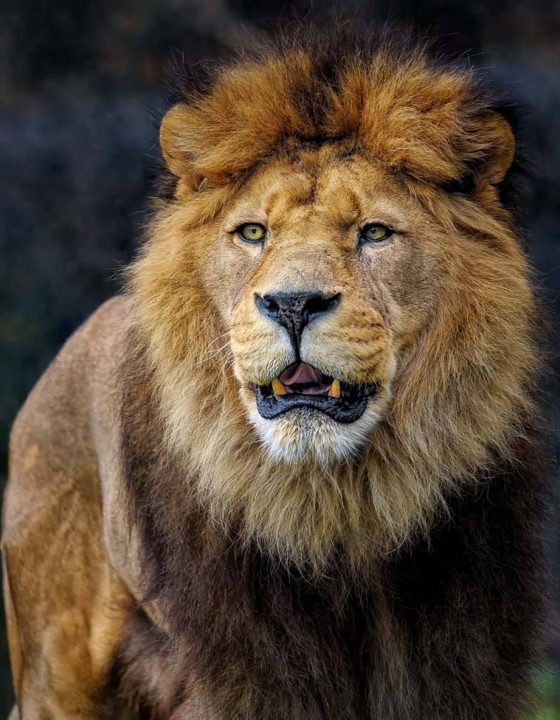 Caring for Your Lion Tattoo