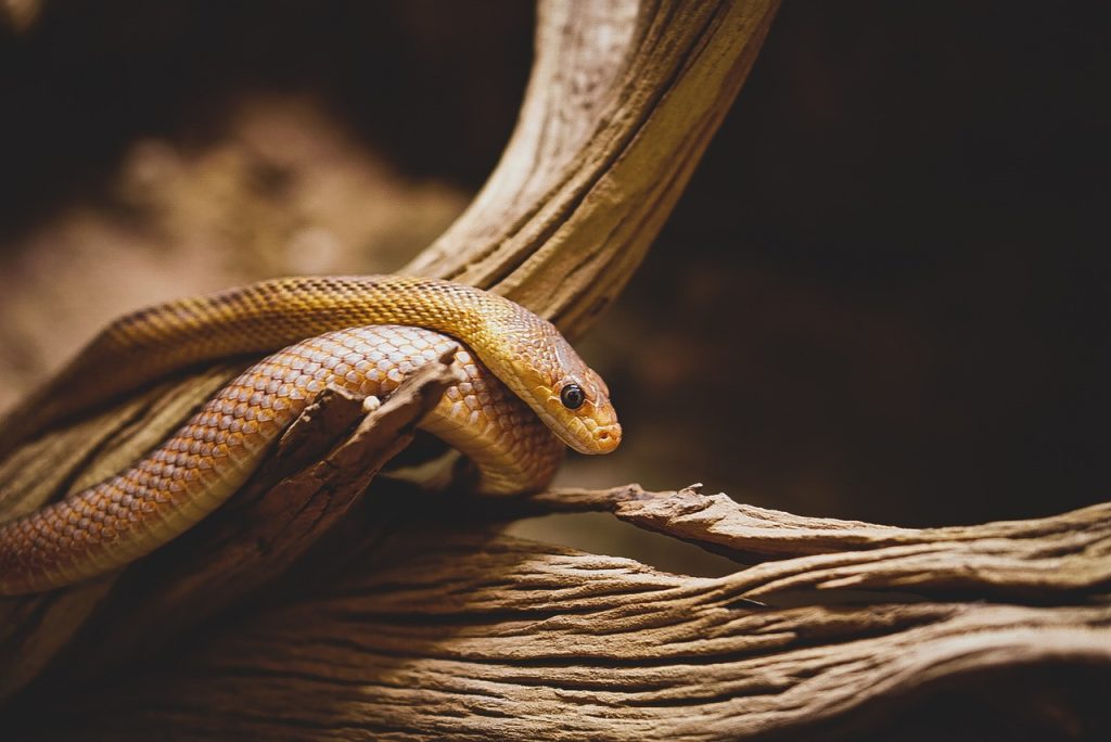 Popular Snake Tattoo Designs