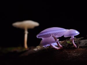 Mushroom Tattoo Ideas: Exploring the Magic of Fungi Ink