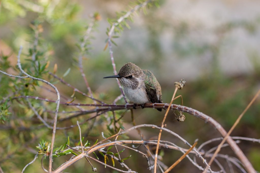 Next Steps for Your Hummingbird Tattoo Journey