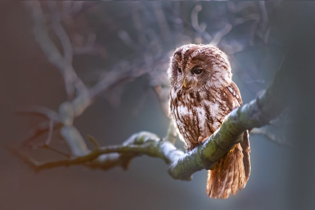 Creating a Unique Owl Tattoo
