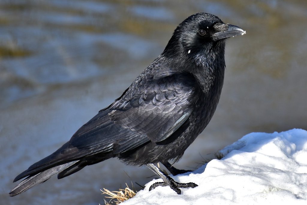 Symbolism and Meaning Behind Raven Tattoos