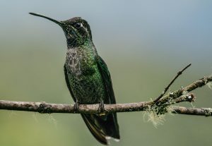 Hummingbird Tattoo Ideas
