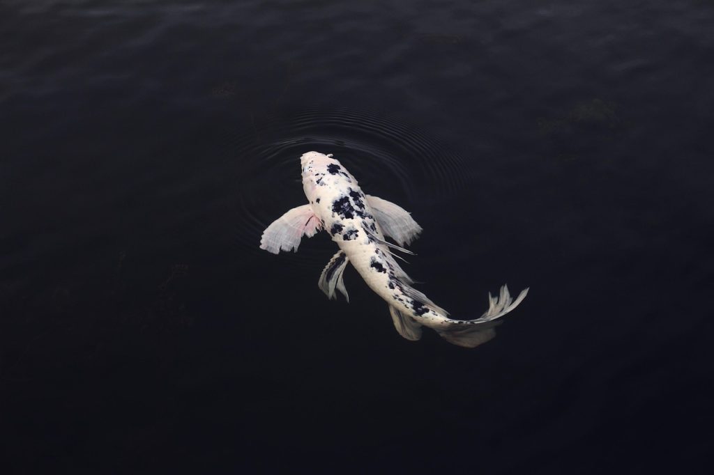 Popular Koi Fish Tattoo Designs