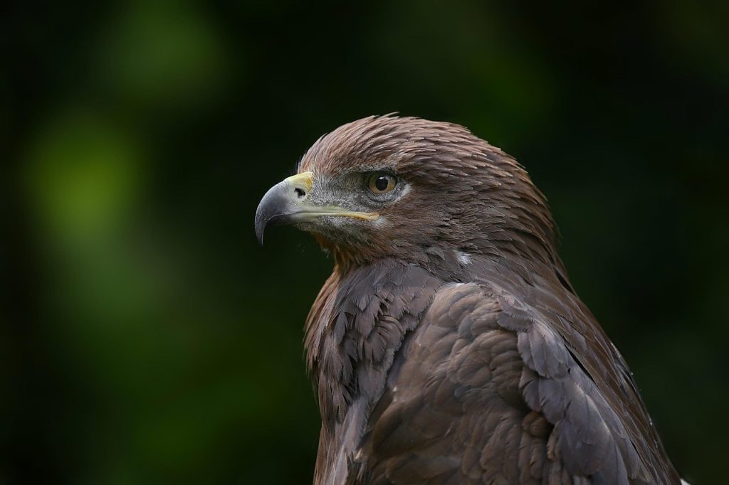 Symbolism of Eagle Tattoos