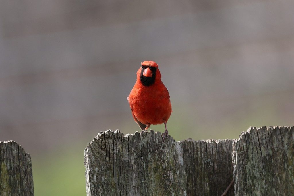 Tips for Choosing Your Cardinal Tattoo