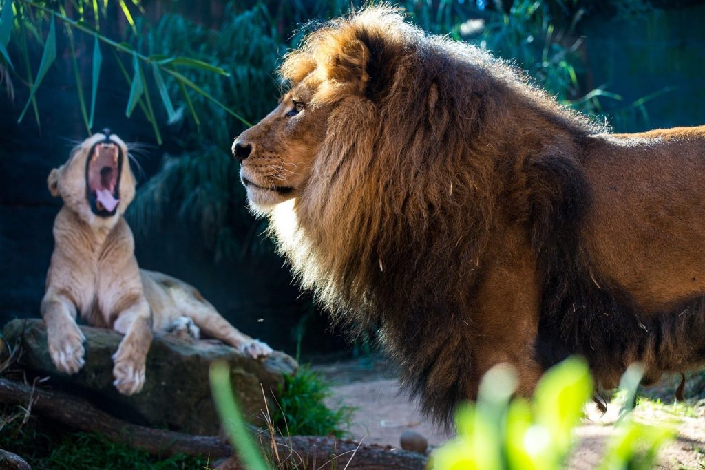 Tips for Your Lion Tattoo Journey