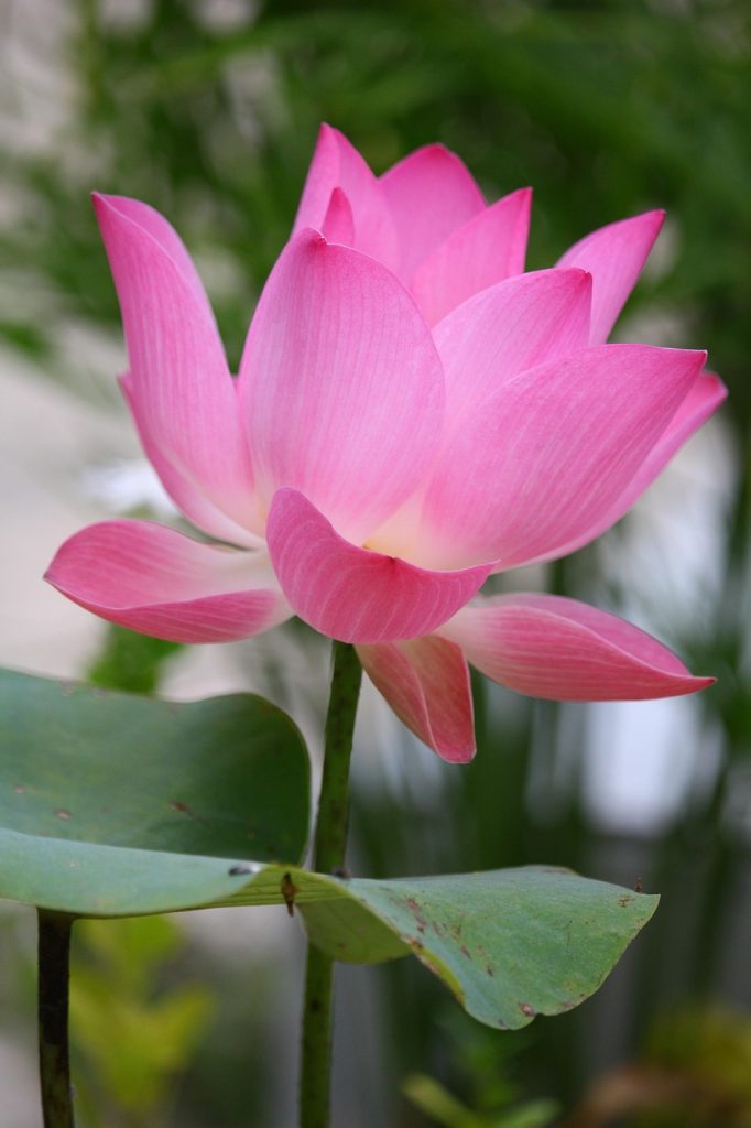 Popular Lotus Tattoo Designs