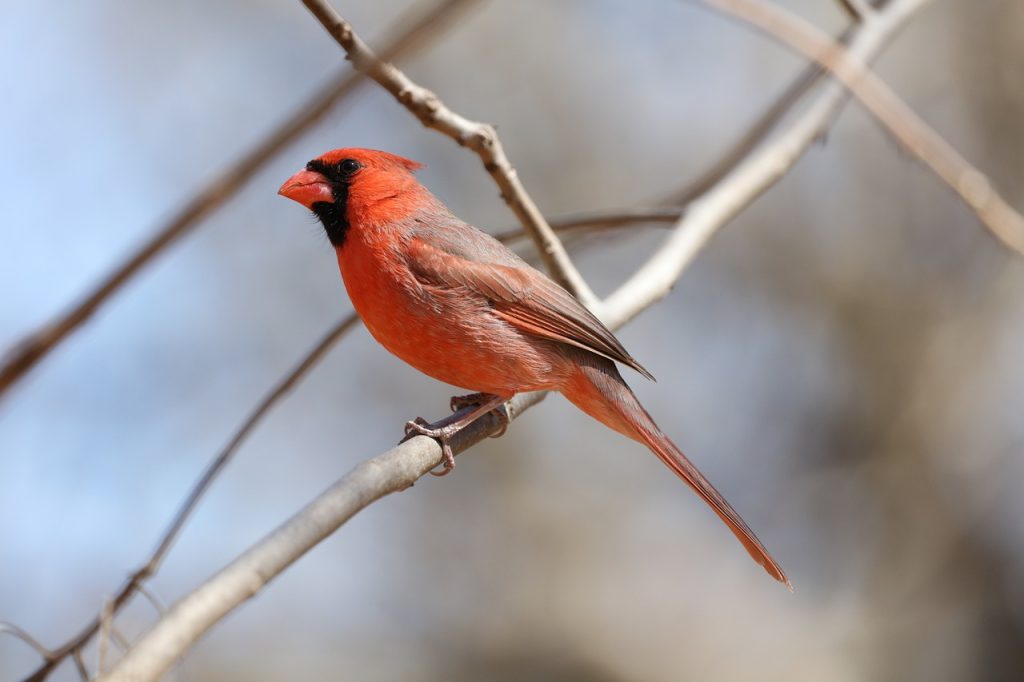 Creative Cardinal Tattoo Designs