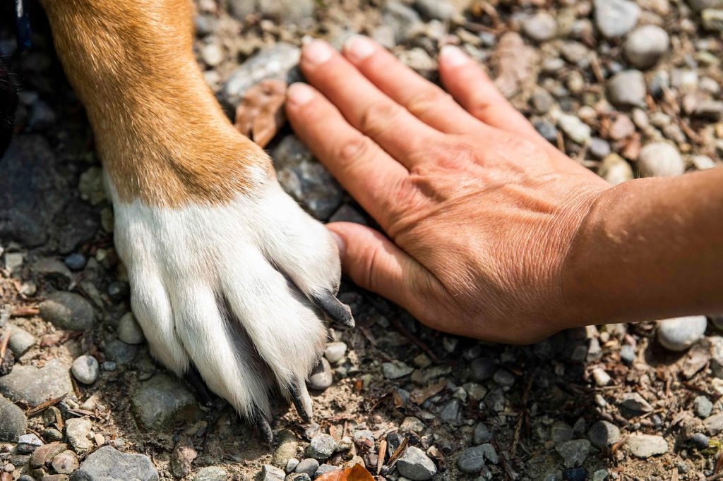 Understanding Different Dog Paw Tattoo Designs