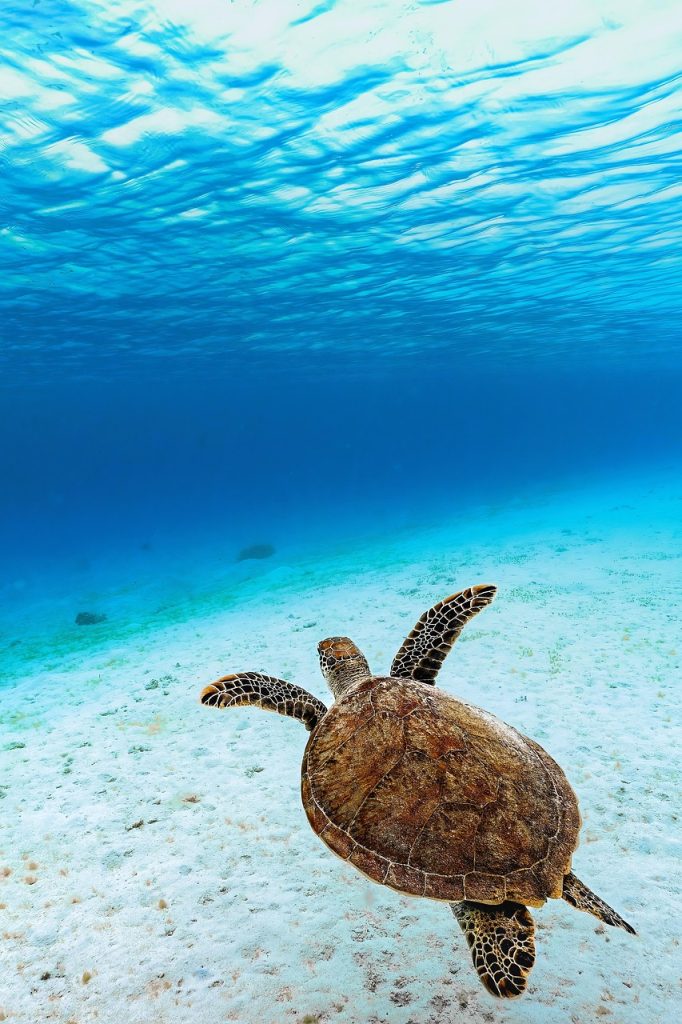 Meaning Behind Turtle Tattoos