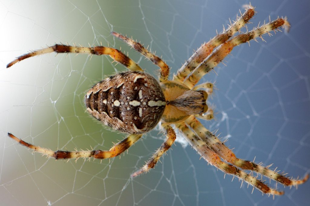 Popular Spider Tattoo Designs