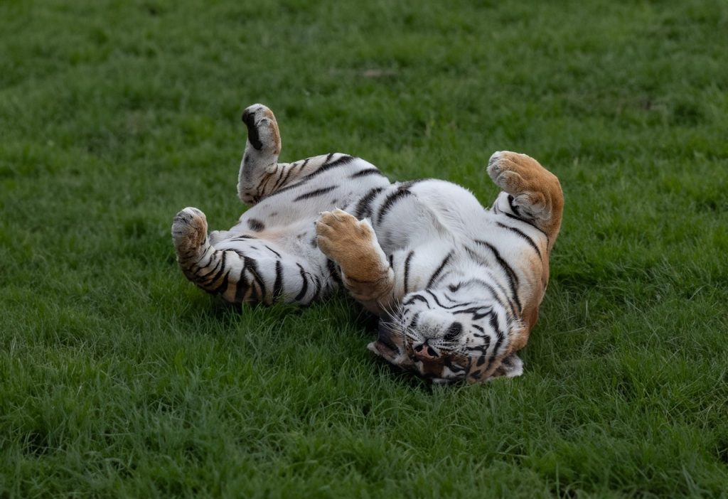 Tips for a Meaningful Tiger Tattoo