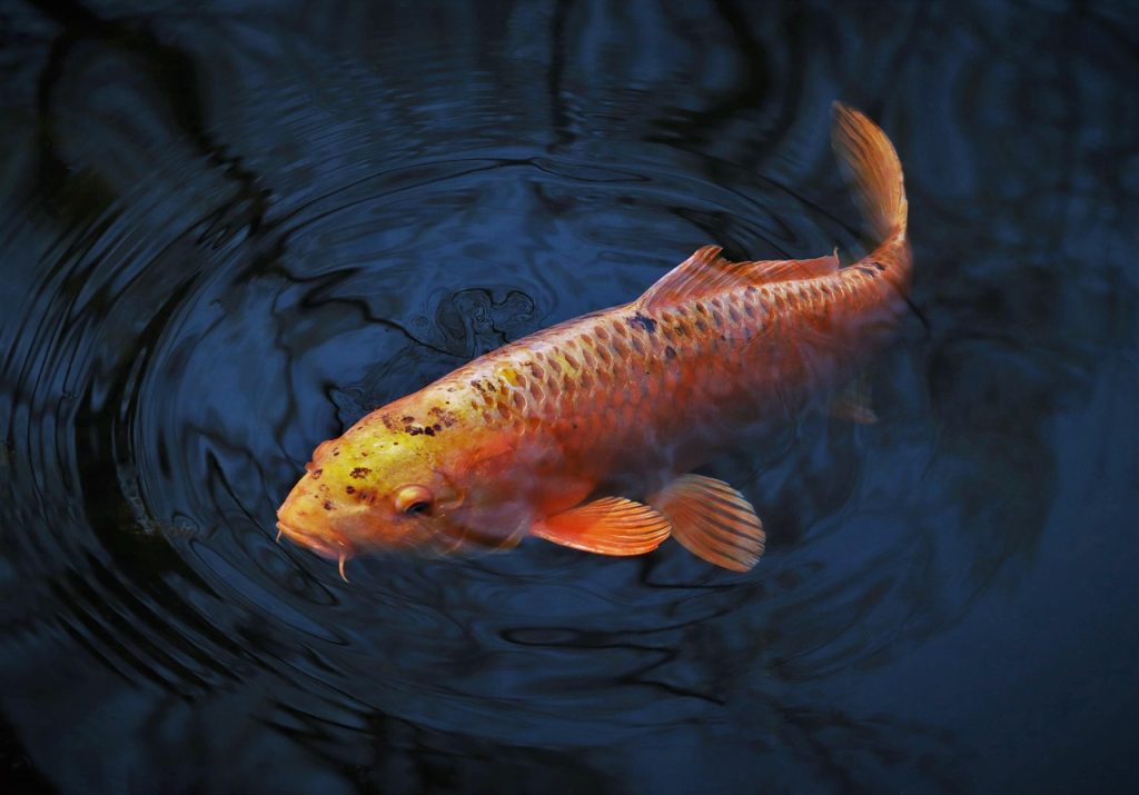 Symbolism and Meaning of Koi Fish Tattoos