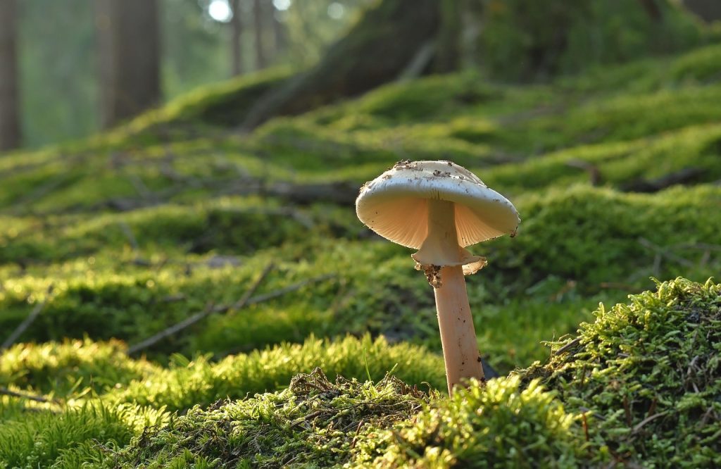 Tips for a Successful Mushroom Tattoo Experience