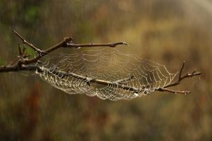 Spider Tattoo Ideas: Creative Concepts for Your Next Ink