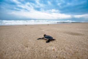 Turtle Tattoo Ideas