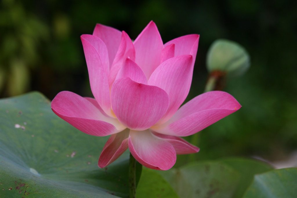 Symbolism of the Lotus Tattoo