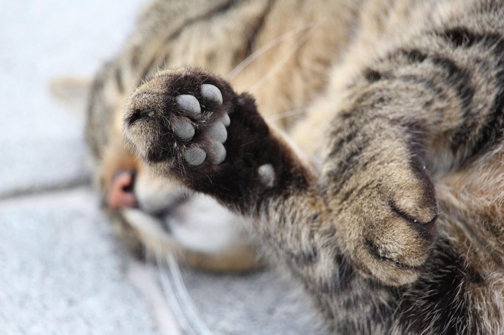 Personalizing Your Paw Print Tattoo