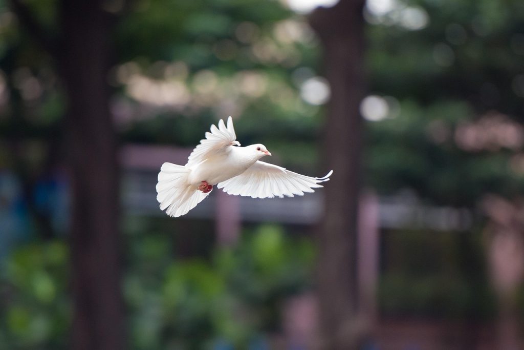 Choosing the Right Placement for Your Dove Tattoo