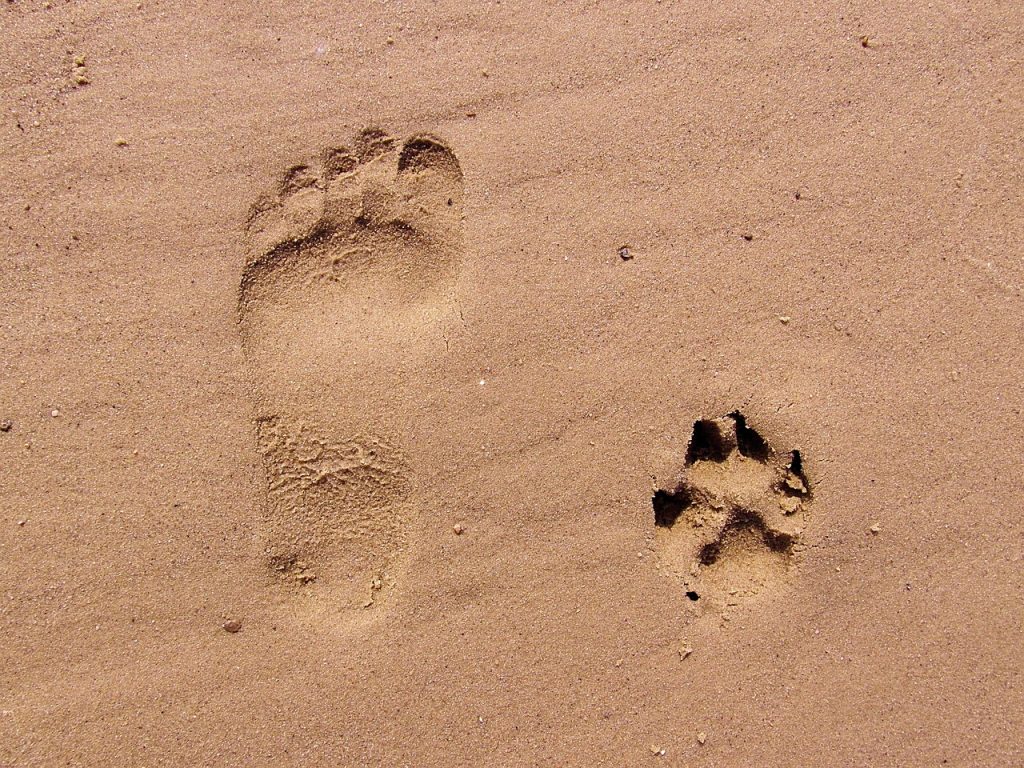 Creative Designs for Paw Print Tattoos