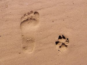 Paw Print Tattoo Ideas