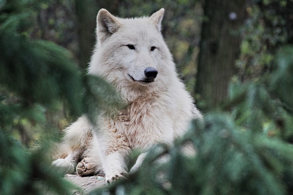 Practical Tips for Selecting Wolf Tattoo Stencils