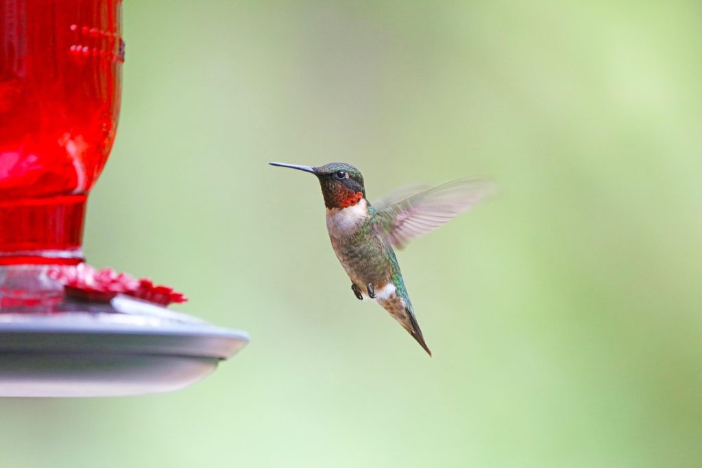Symbolism of Hummingbirds in Tattoos