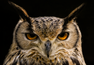 Owl Tattoo Ideas: Symbolism and Design Inspiration