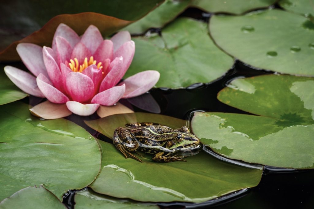 Caring for Your Lily Tattoo