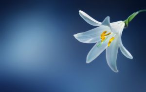 Lily Tattoo Ideas