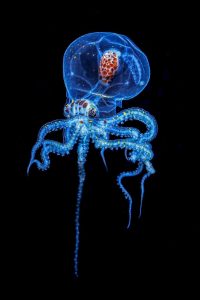 Octopus Tattoo Ideas: Unique Designs and Inspirations