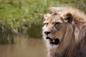 Lion Tattoo Ideas: Unleashing Your Creativity
