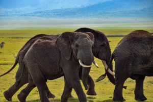 Elephant Tattoo Ideas