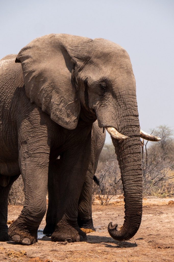 Choosing the Right Placement for Your Elephant Tattoo