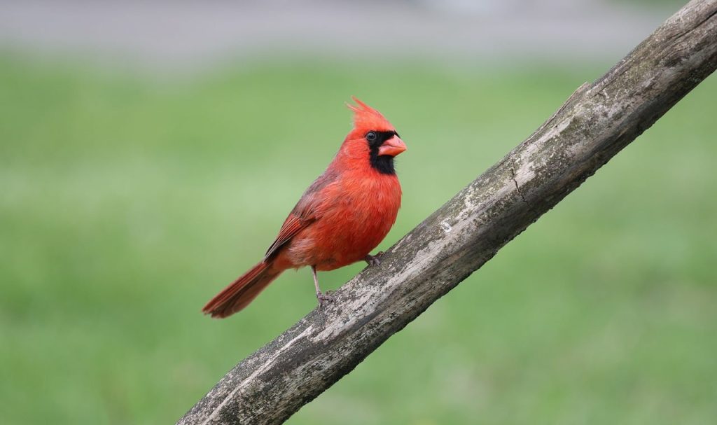 Final Thoughts on Cardinal Tattoo Ideas