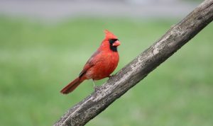 Cardinal Tattoo Ideas