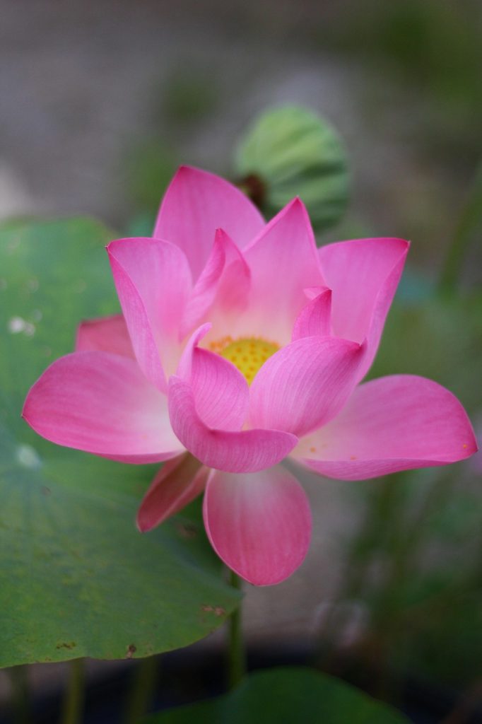 Caring for Your Lotus Tattoo