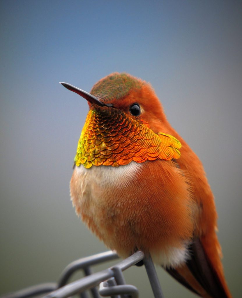 Hummingbird Tattoo Design Ideas