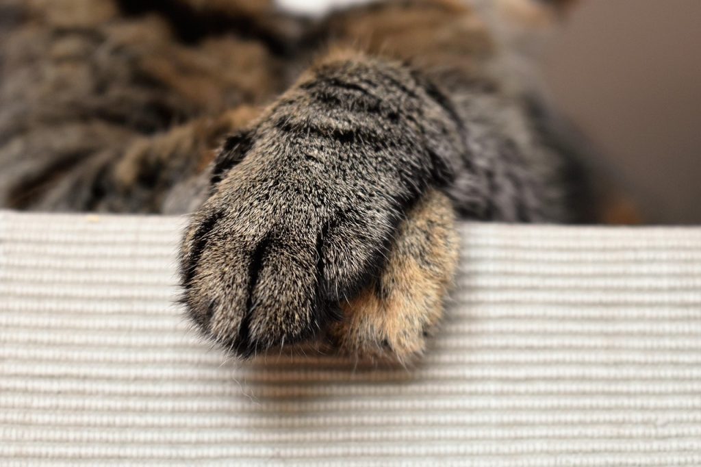 Choosing the Right Spot for Your Paw Print Tattoo