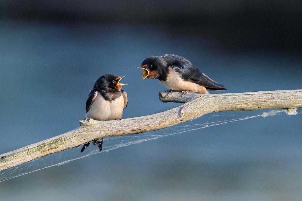 Symbolism of the Swallow Tattoo