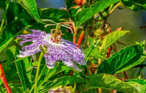 Vine Tattoo Ideas: A Journey into Nature-Inspired Ink