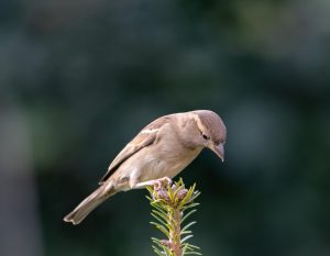 Sparrow Tattoo Meaning