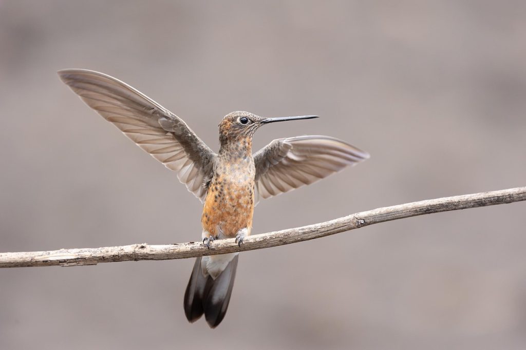 Symbolism of the Hummingbird in Tattoo Art