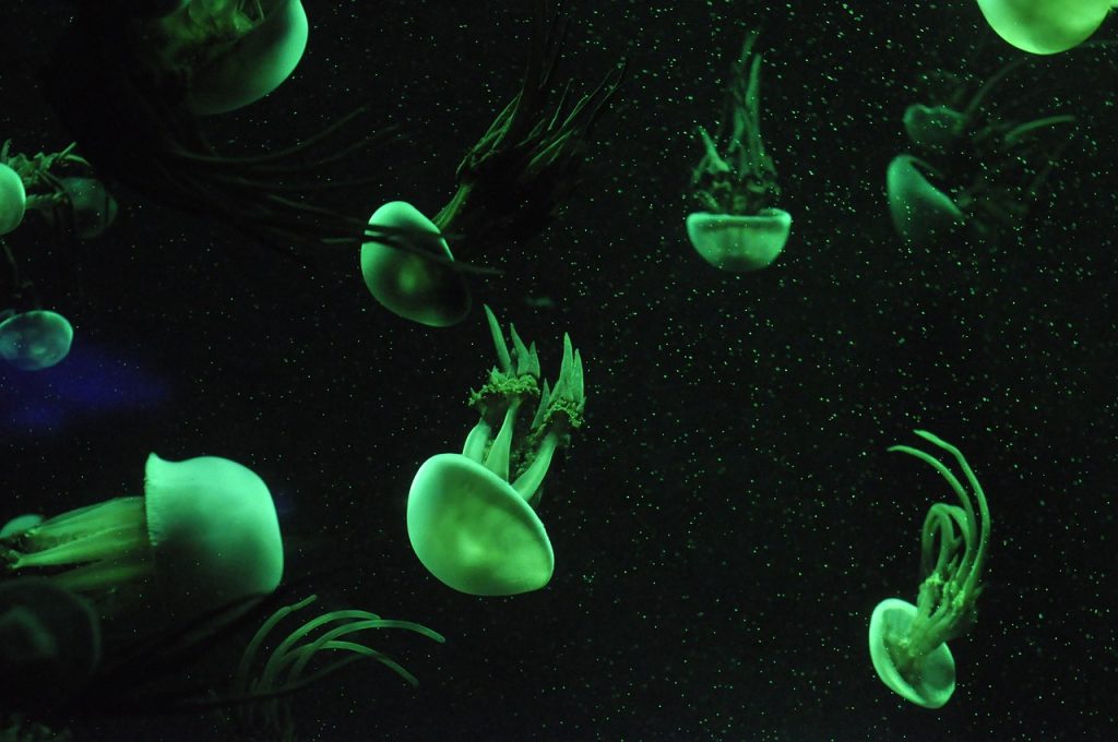 Choosing the Right Jellyfish Tattoo